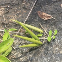 Gymnema sylvestre (Retz.) R.Br. ex Sm.